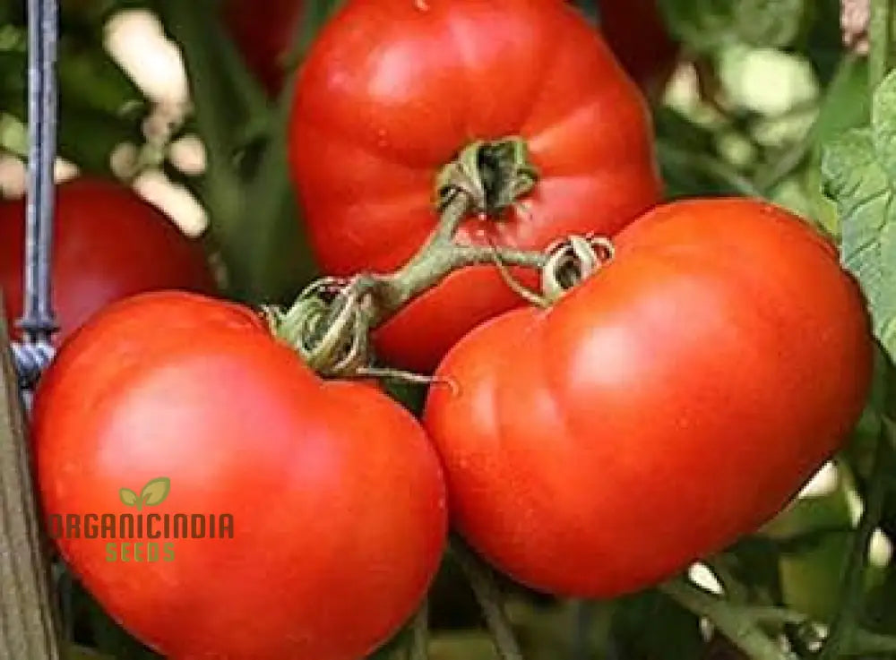 Tomato John Baer Seeds - Premium Heirloom For Exceptional Gardening Results Perfect Your Home