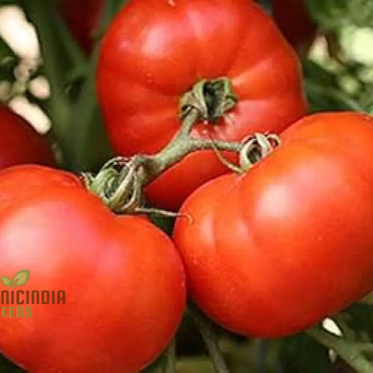 Tomato John Baer Seeds - Premium Heirloom For Exceptional Gardening Results Perfect Your Home