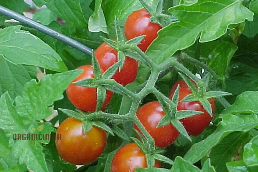 Tomato Kamatis Na Ligaw Seeds – Premium Quality For Gardening