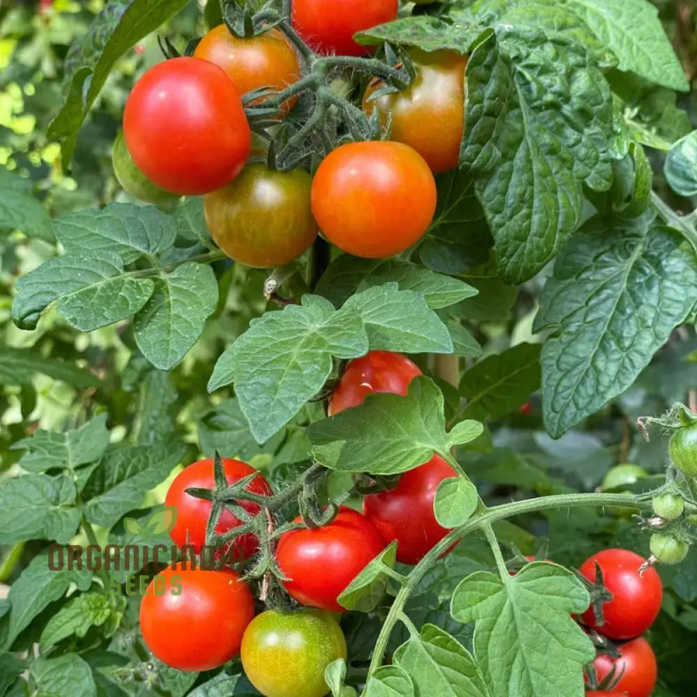 Tomato Kamatis Na Ligaw Seeds – Premium Quality For Gardening