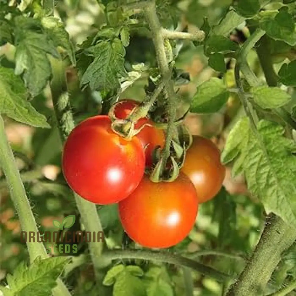 Tomato Kamatis Na Ligaw Seeds – Premium Quality For Gardening