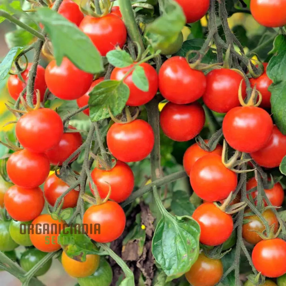 Tomato Kamatis Na Ligaw Seeds – Premium Quality For Gardening