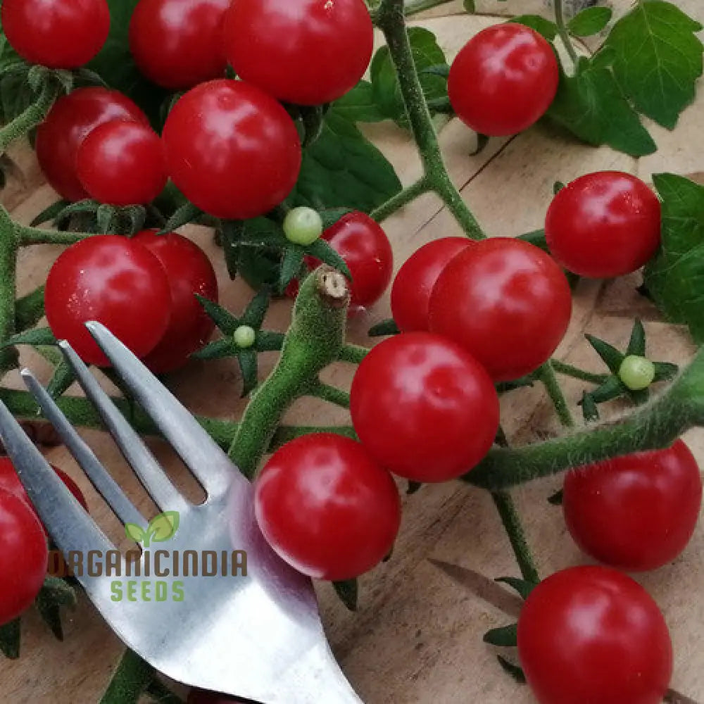 Tomato Kamatis Na Ligaw Seeds – Premium Quality For Gardening