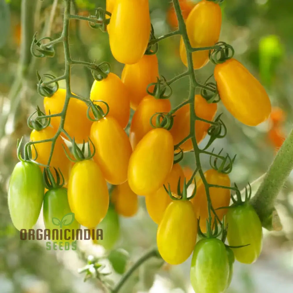 Tomato Katie Bell Vegetable Seeds And Cultivating Vibrant Delicious Tomatoes To Enhance Your Garden