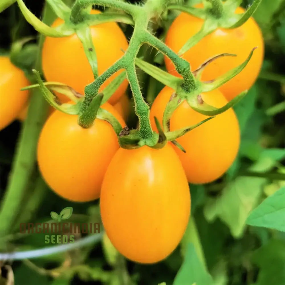 Tomato Katie Bell Vegetable Seeds And Cultivating Vibrant Delicious Tomatoes To Enhance Your Garden