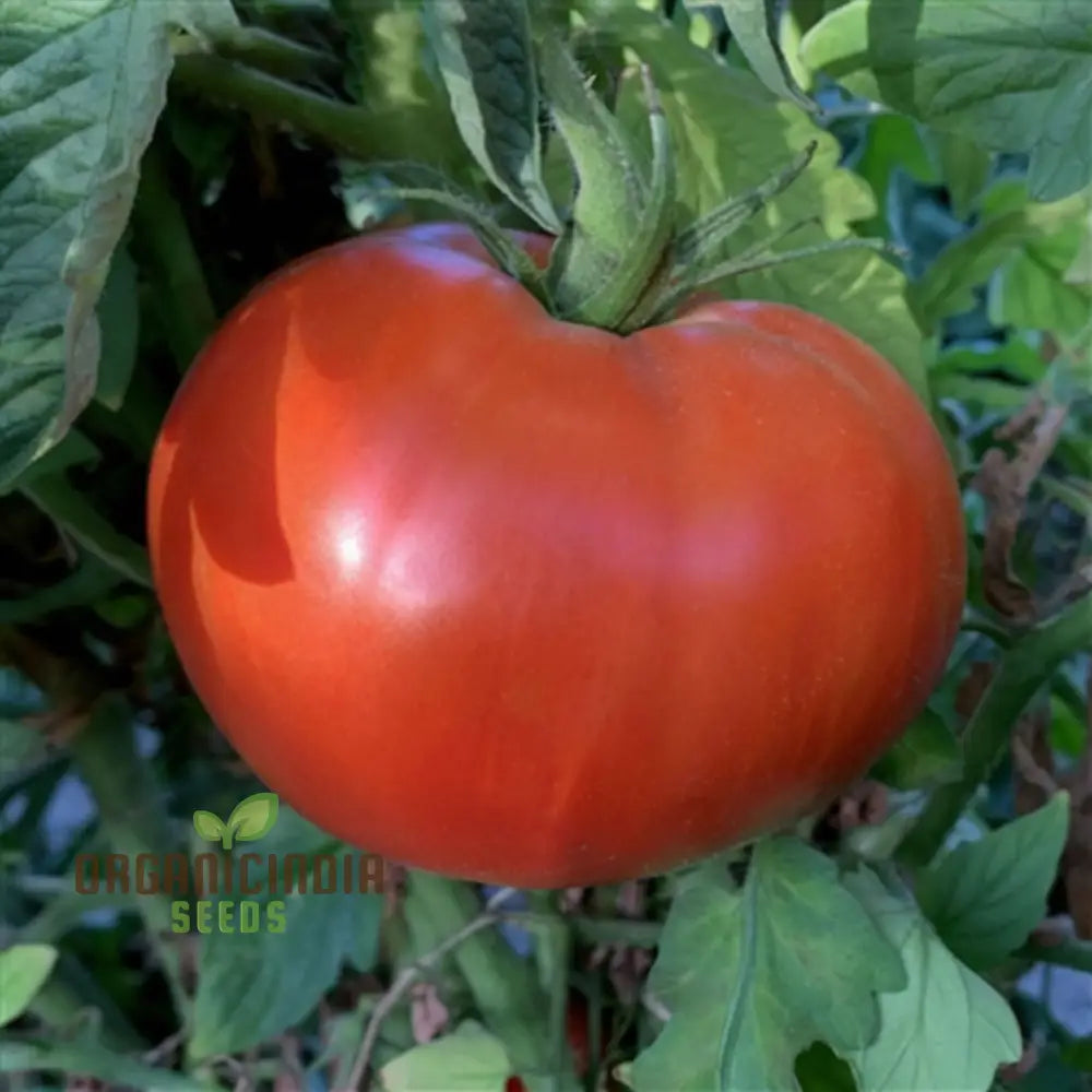 Tomato Knockout Vegetable Seeds Promising Robust Flavorful Tomatoes That Will Stand Out As A