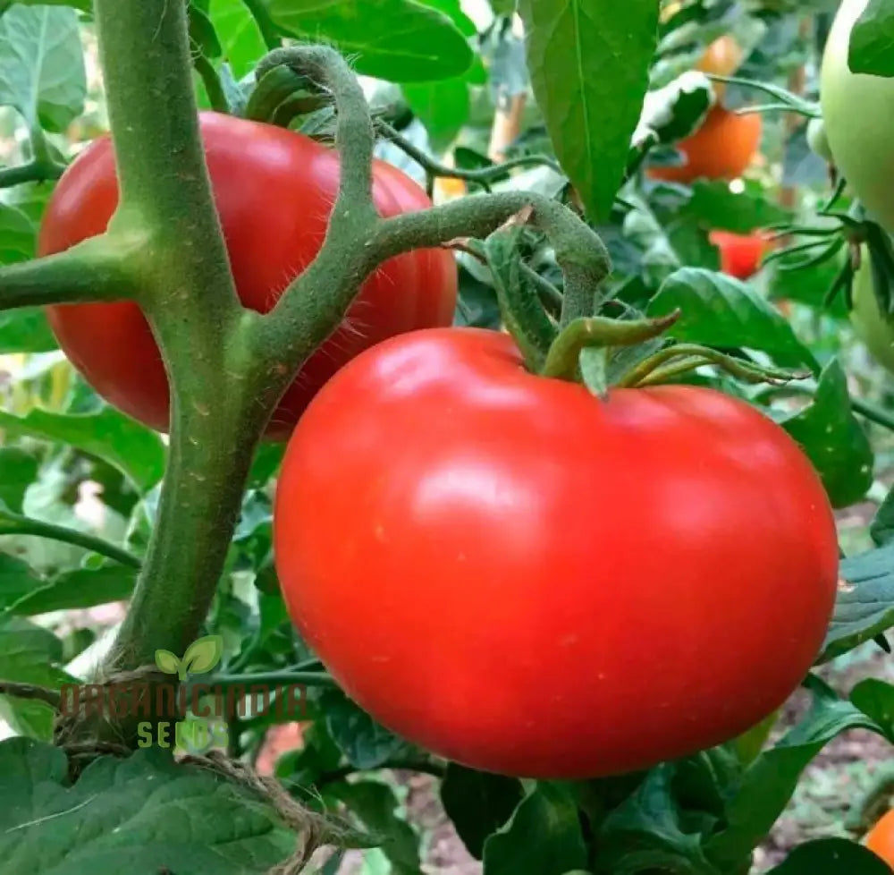 Tomato Knockout Vegetable Seeds Promising Robust Flavorful Tomatoes That Will Stand Out As A