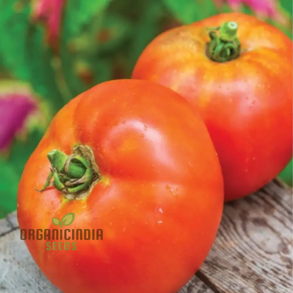 Tomato Knockout Vegetable Seeds Promising Robust Flavorful Tomatoes That Will Stand Out As A