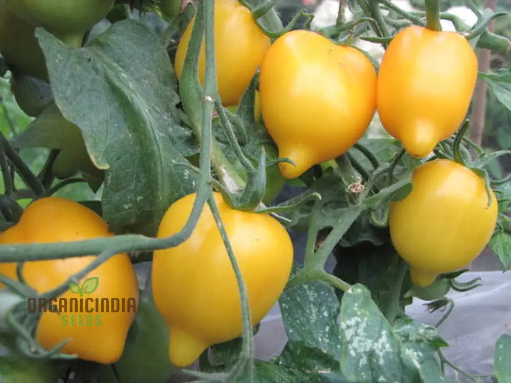 Tomato Lemon Tree Seeds For Planting - Premium Quality For Gardening | Perfect Home Gardens