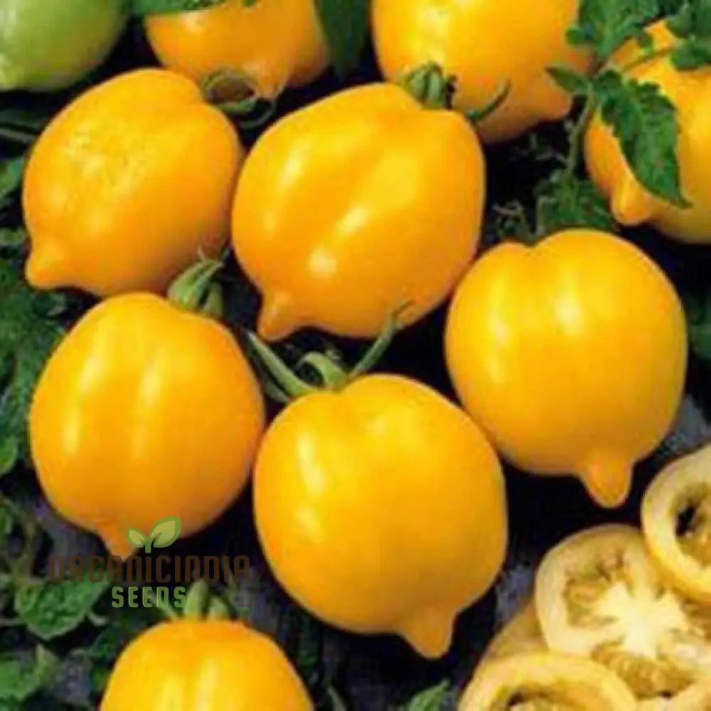 Tomato Lemon Tree Seeds For Planting - Premium Quality For Gardening | Perfect Home Gardens