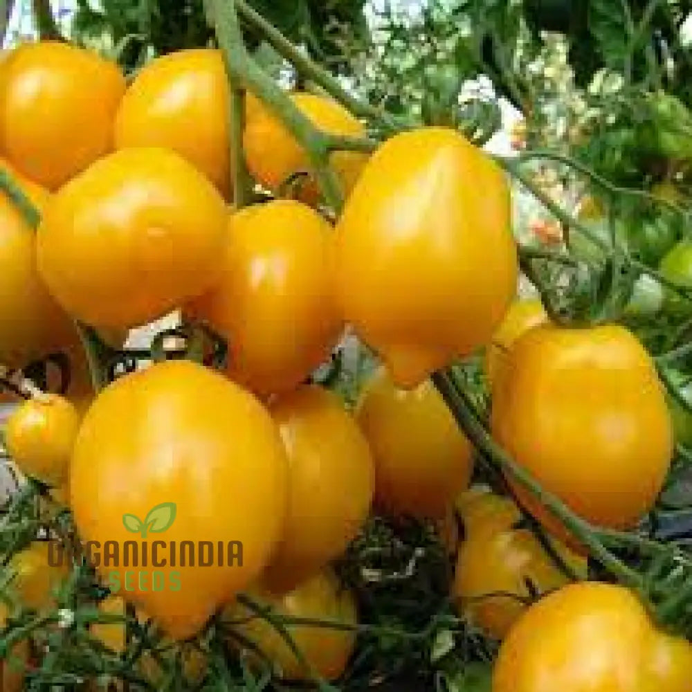 Tomato Lemon Tree Seeds For Planting - Premium Quality For Gardening | Perfect Home Gardens