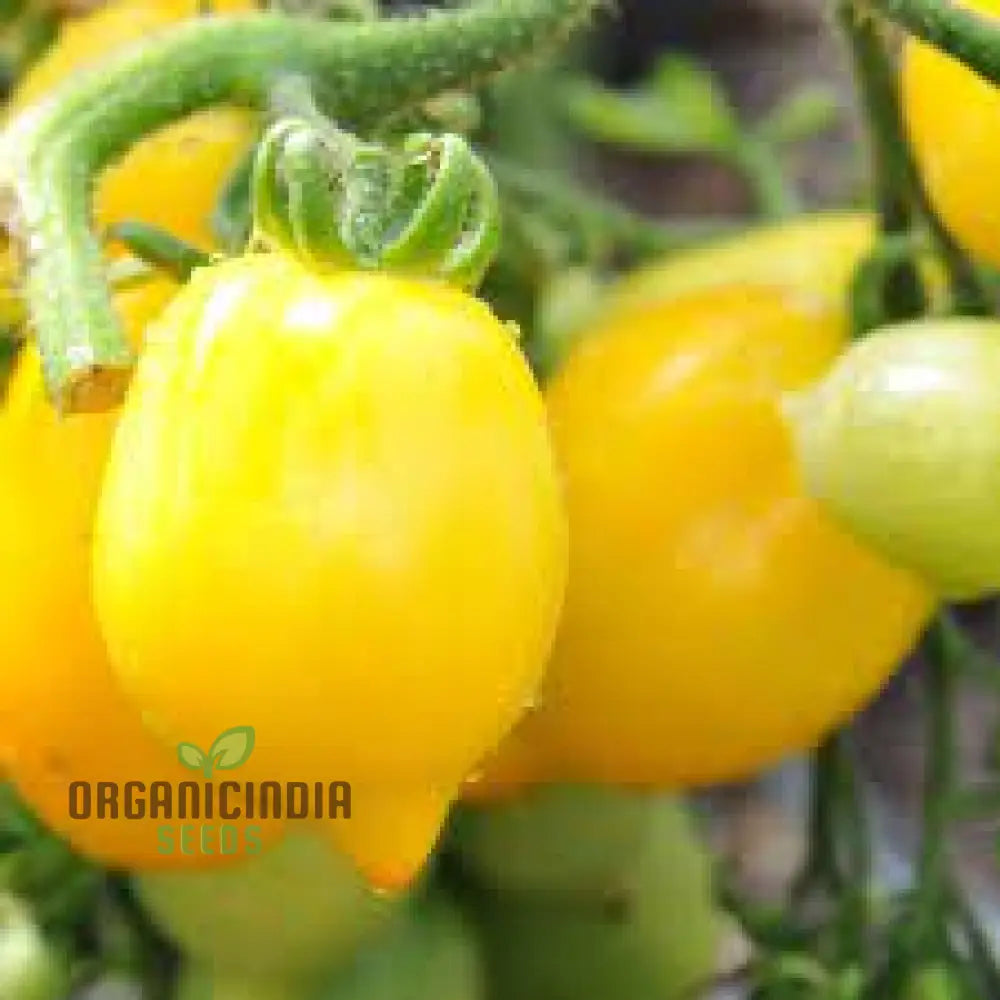 Tomato Lemon Tree Seeds For Planting - Premium Quality For Gardening | Perfect Home Gardens