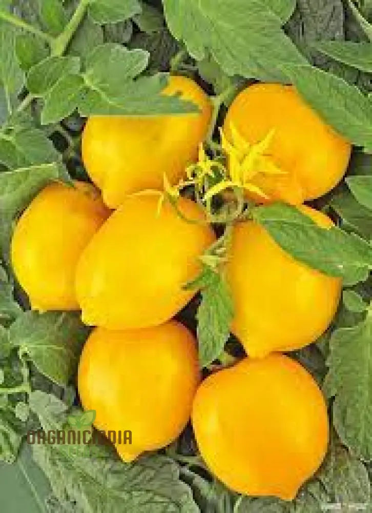 Tomato Lemon Tree Seeds For Planting - Premium Quality For Gardening | Perfect Home Gardens