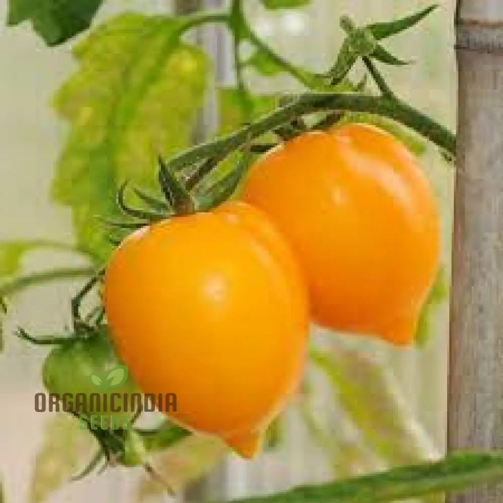 Tomato Lemon Tree Seeds For Planting - Premium Quality For Gardening | Perfect Home Gardens