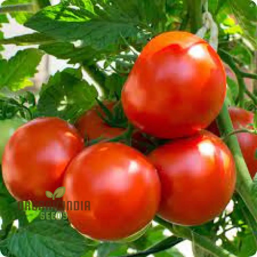 Tomato Lewis’ Long Keeper Seeds - Premium Quality For Thriving Gardening