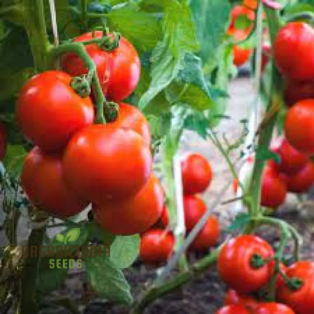 Tomato Lewis’ Long Keeper Seeds - Premium Quality For Thriving Gardening