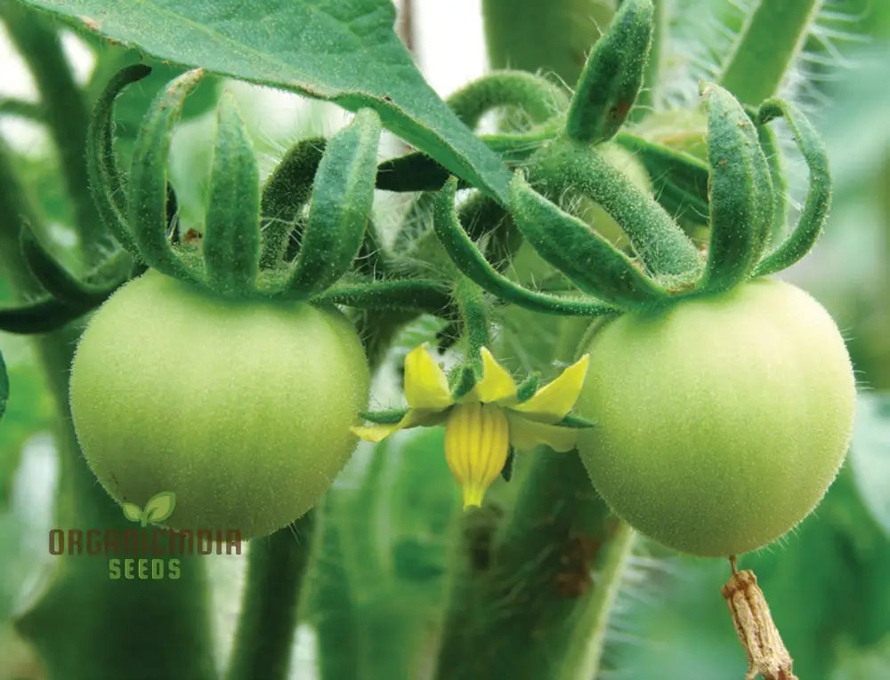 Tomato Lewisâ€™ Long Keeper Seeds - Premium Quality For Thriving Gardening