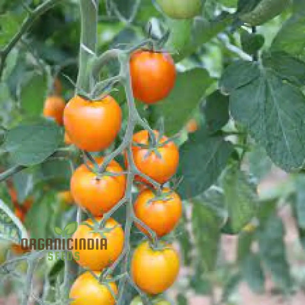 Tomato Lewis’ Long Keeper Seeds - Premium Quality For Thriving Gardening