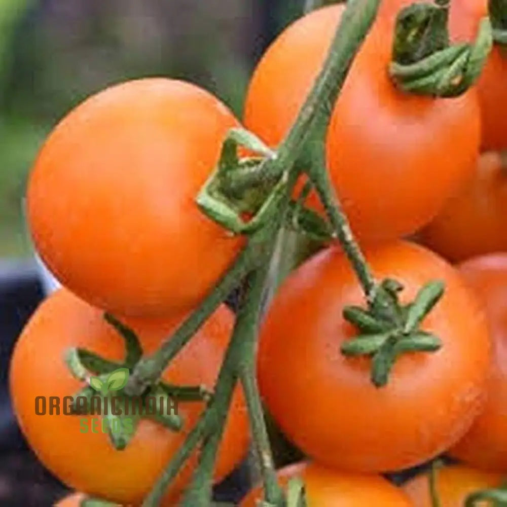 Tomato Lewisâ€™ Long Keeper Seeds - Premium Quality For Thriving Gardening