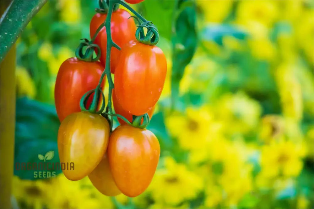 Tomato Lizzie Bell Vegetable Seeds Offering A Delightful Opportunity To Grow Flavorful