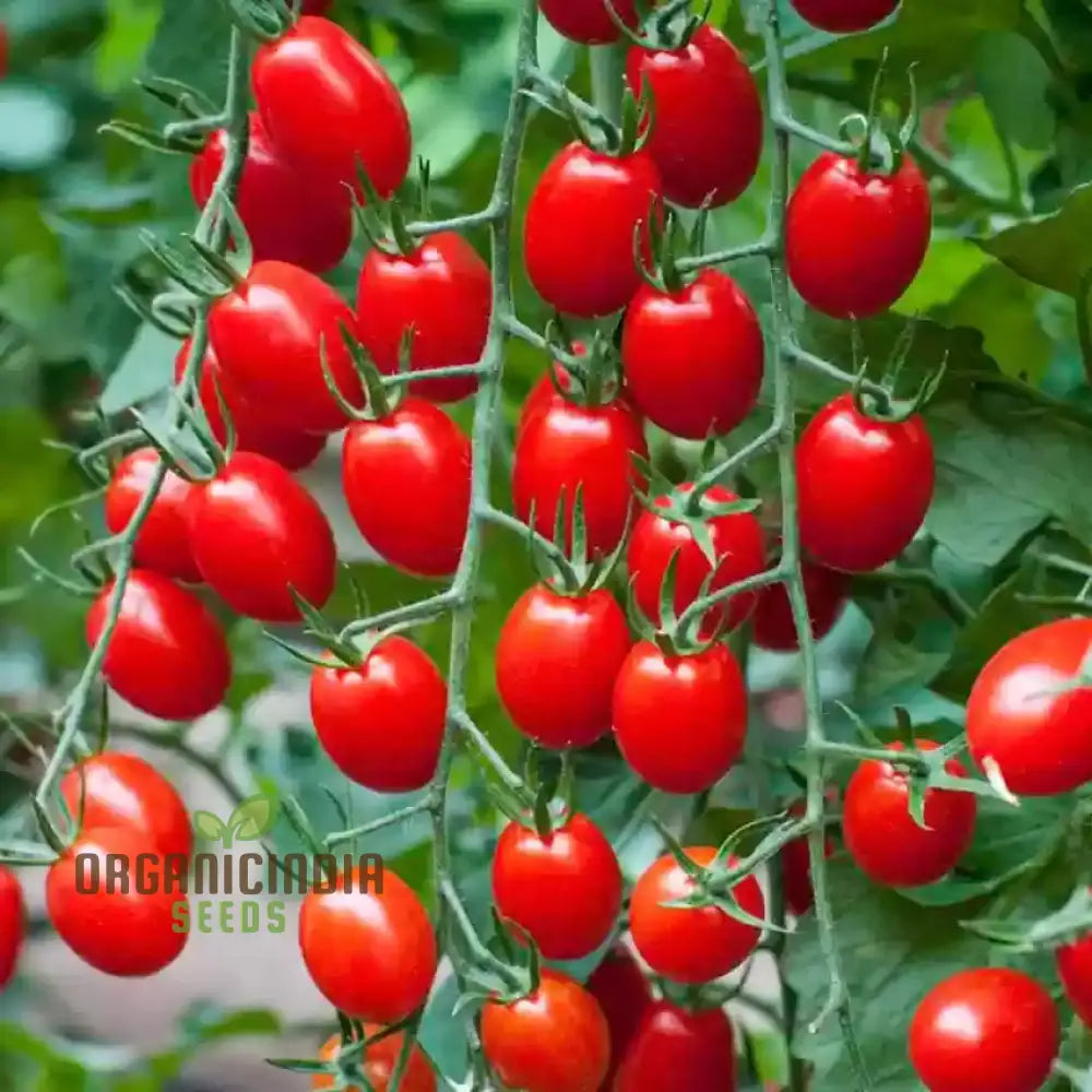 Tomato Luciebell Vegetable Seeds To Cultivate Exquisite Tomatoes That Promise Elevate Your Garden