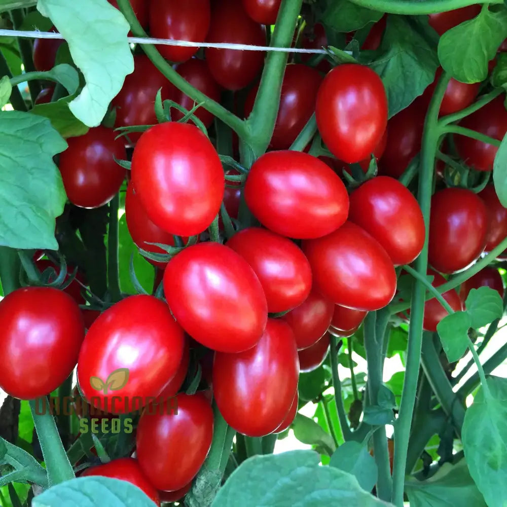 Tomato Luciebell Vegetable Seeds To Cultivate Exquisite Tomatoes That Promise Elevate Your Garden