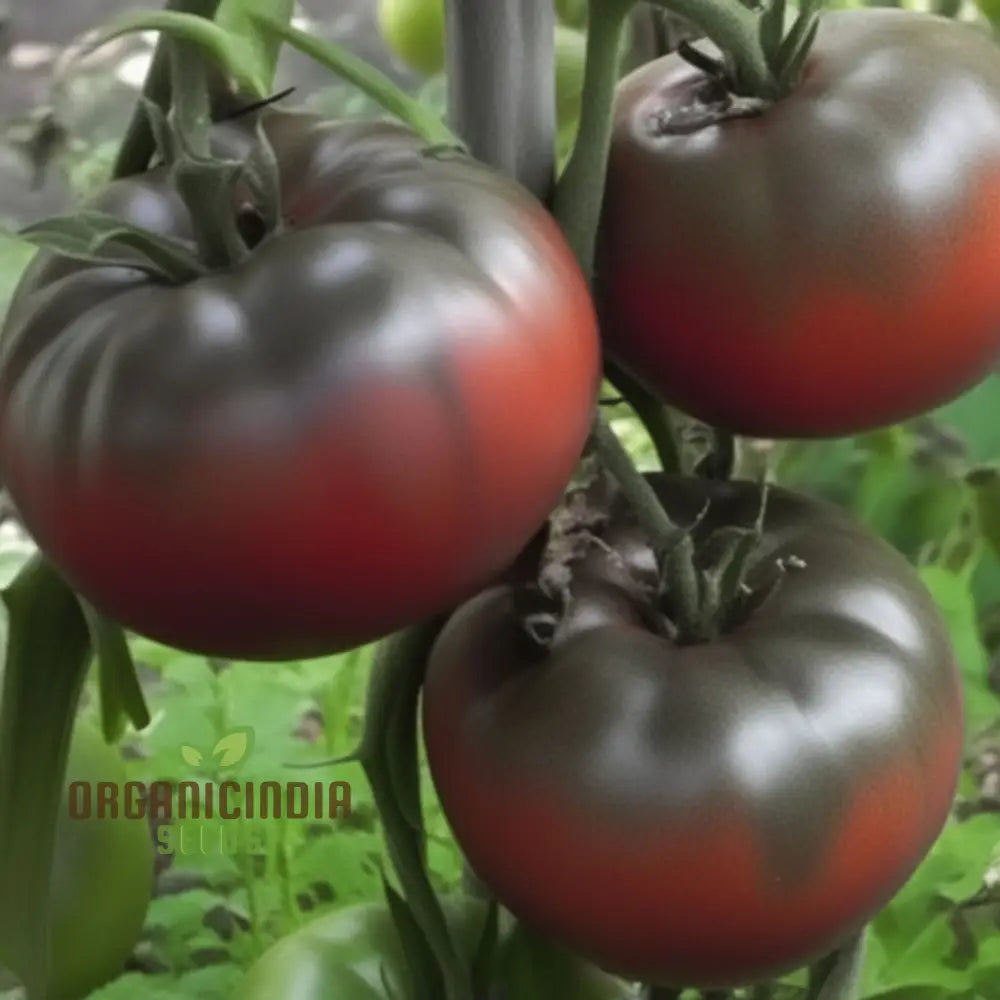 Tomato Medusa Vegetable Seeds Cultivating A Unique Variety That Not Only Adds Touch Of Curiosity To