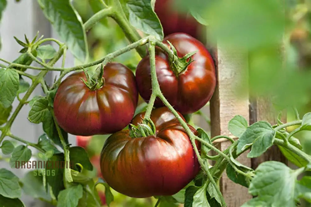 Tomato Medusa Vegetable Seeds Cultivating A Unique Variety That Not Only Adds Touch Of Curiosity To