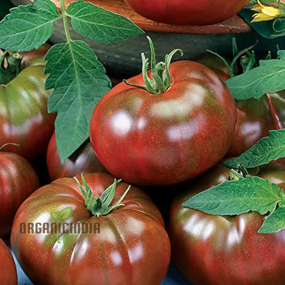 Tomato Medusa Vegetable Seeds Cultivating A Unique Variety That Not Only Adds Touch Of Curiosity To