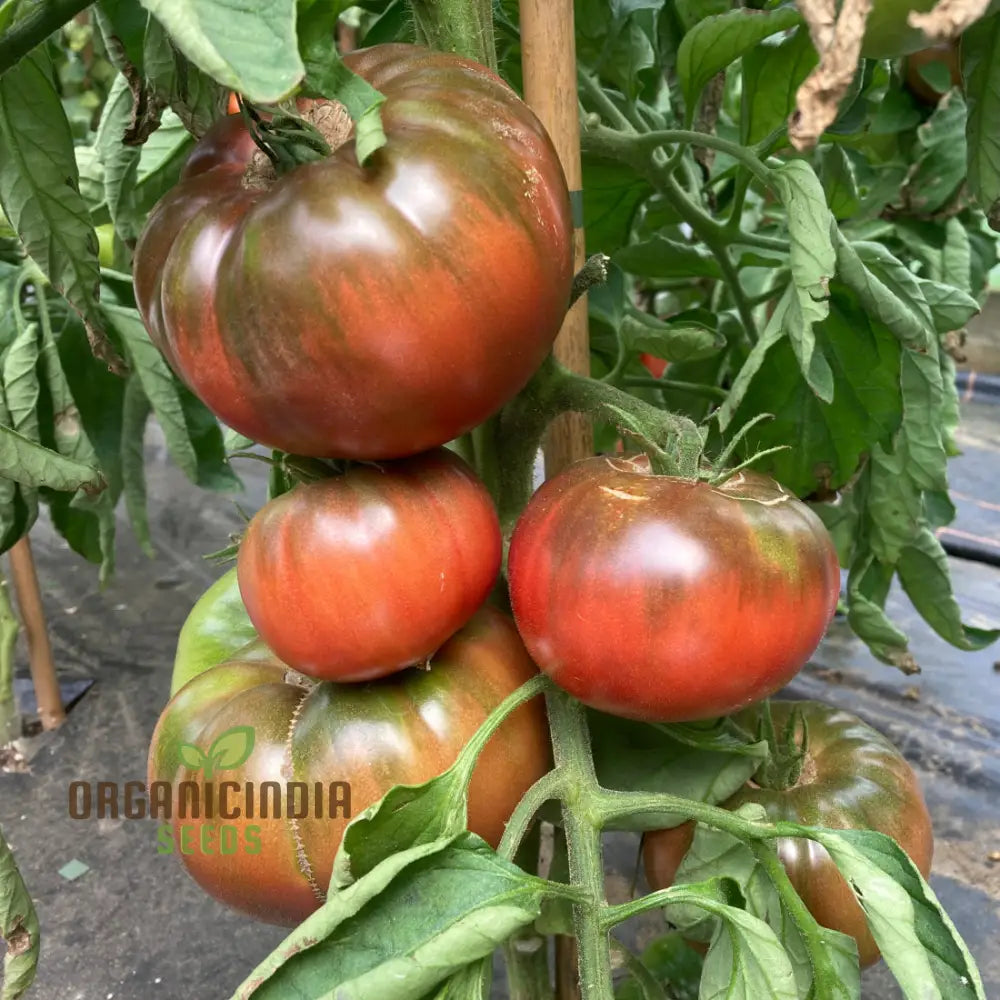 Tomato Medusa Vegetable Seeds Cultivating A Unique Variety That Not Only Adds Touch Of Curiosity To