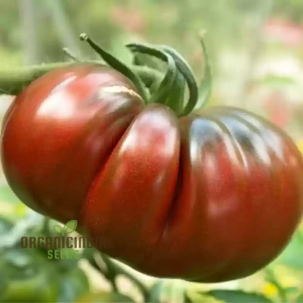 Tomato Memorabilia Seeds - Organic Perennials Fruit