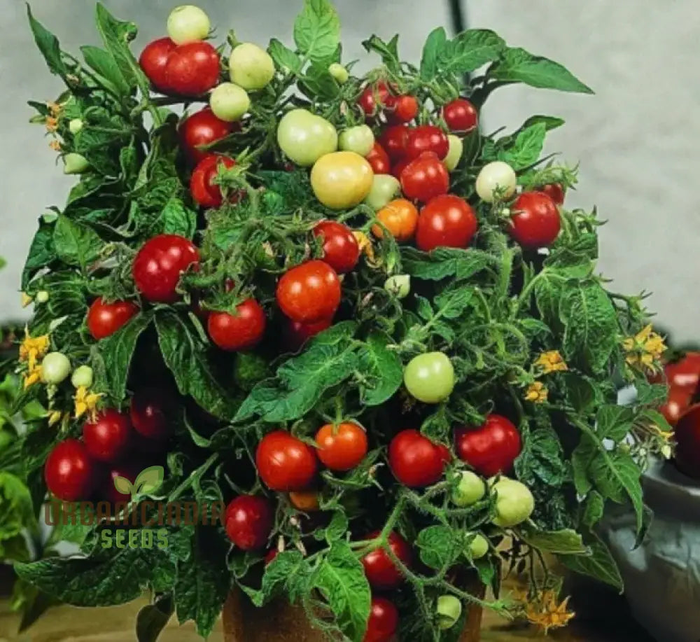 Tomato Micro Tom Vegetable Seeds For Planting Perfect Home Gardening High Yield Easy To Grow