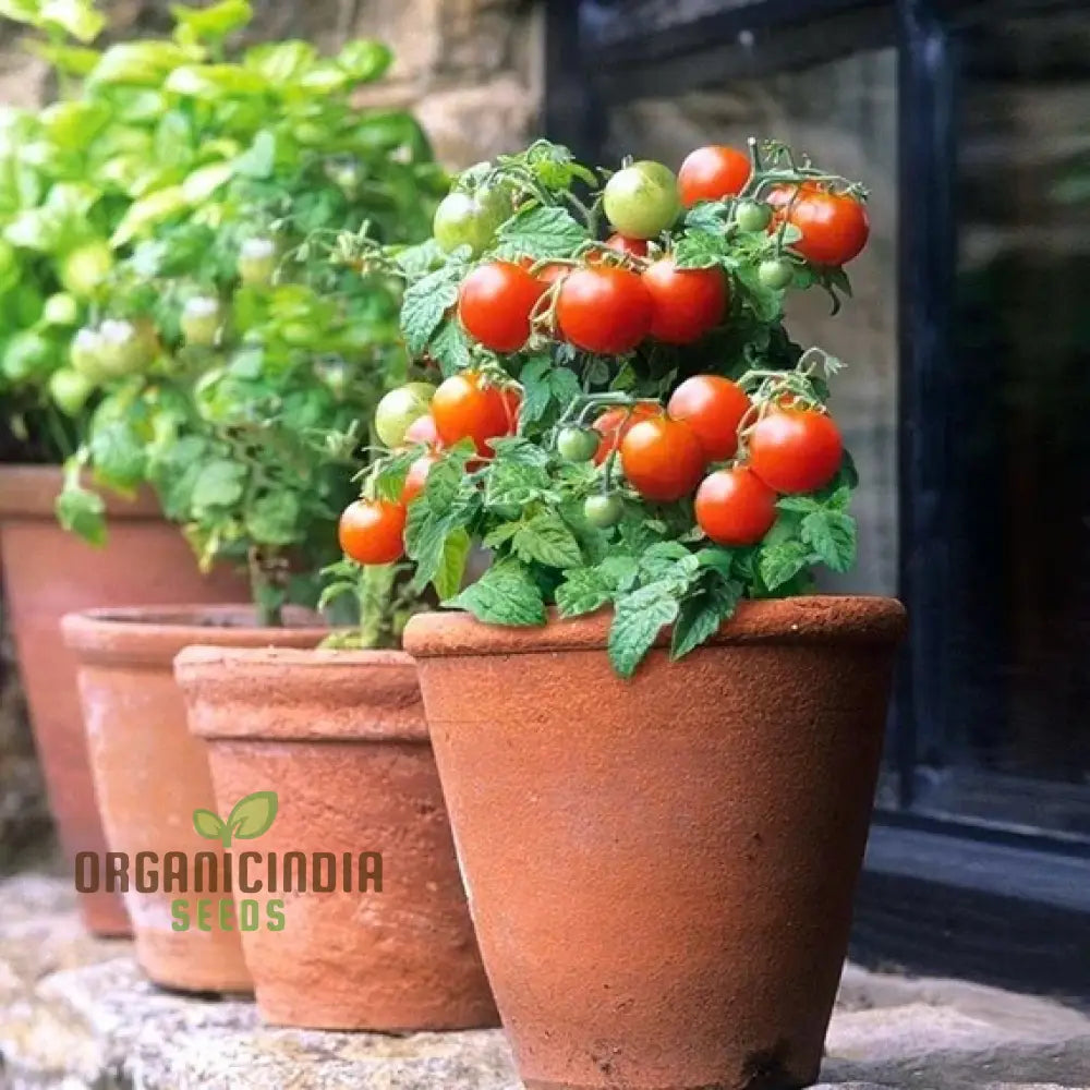 Tomato Micro Tom Vegetable Seeds For Planting Perfect Home Gardening High Yield Easy To Grow