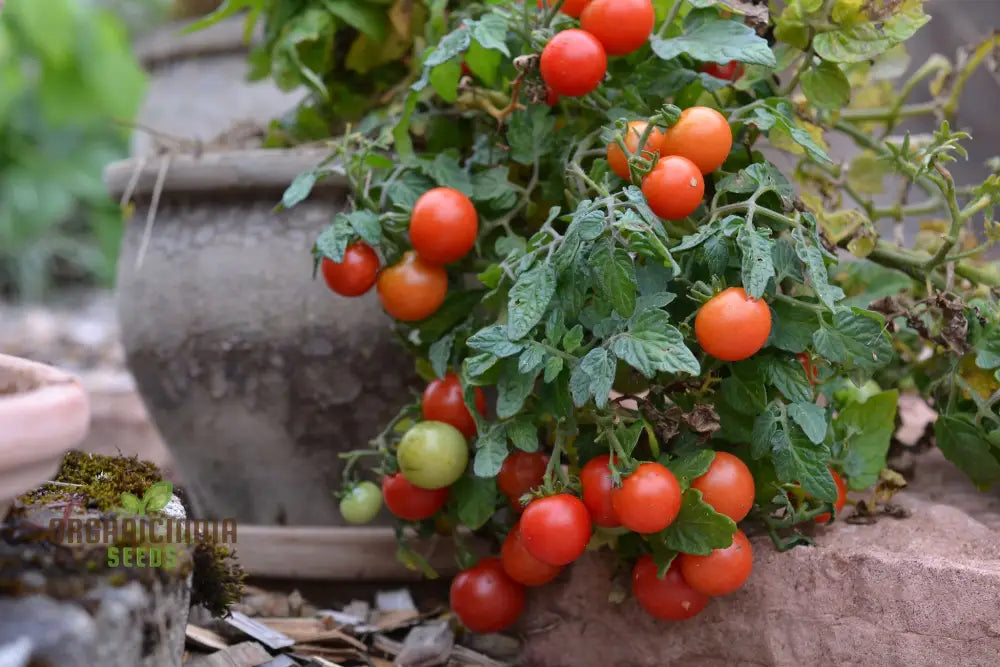 Tomato Micro Tom Vegetable Seeds For Planting Perfect Home Gardening High Yield Easy To Grow