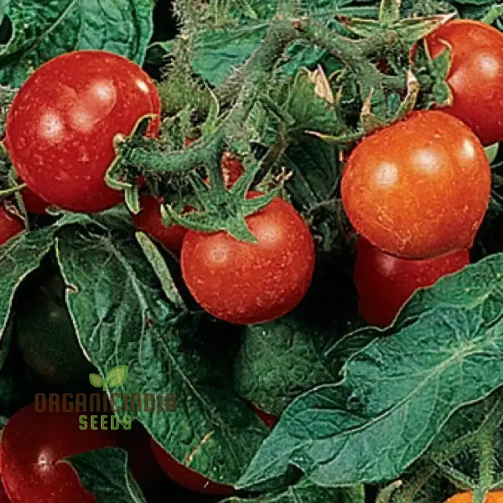 Tomato Micro Tom Vegetable Seeds For Planting Perfect Home Gardening High Yield Easy To Grow