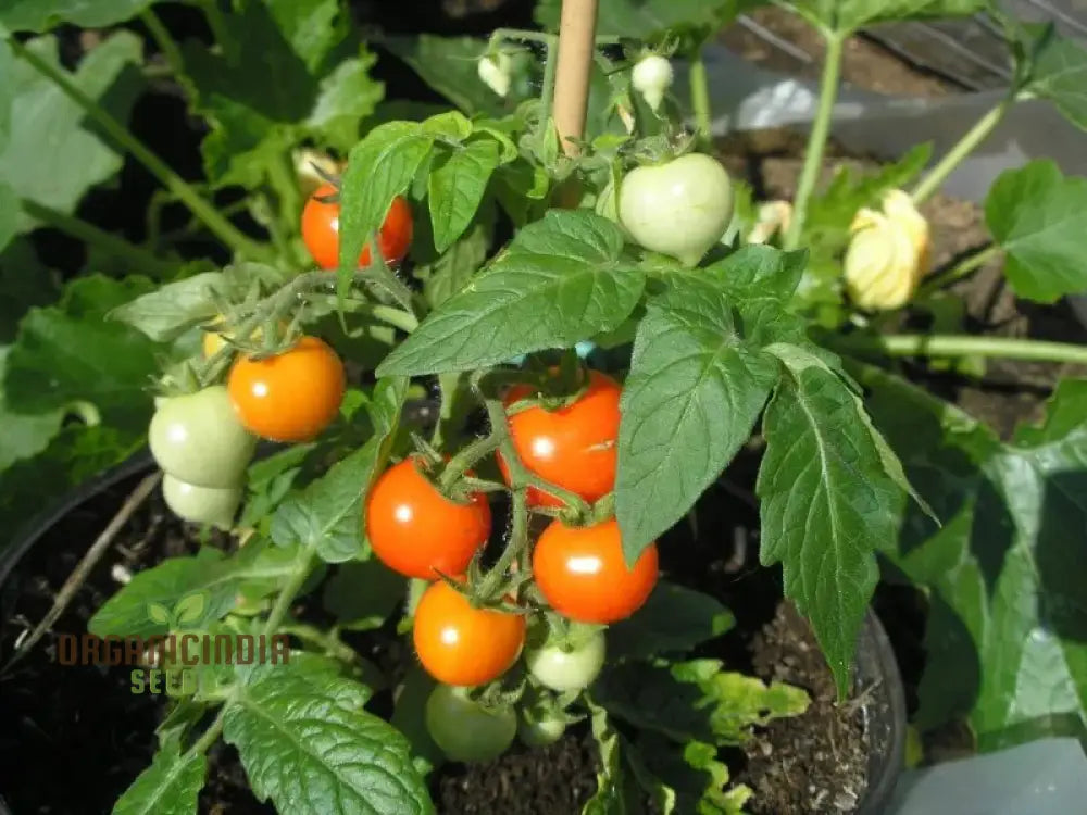 Tomato Micro Tom Vegetable Seeds For Planting Perfect Home Gardening High Yield Easy To Grow