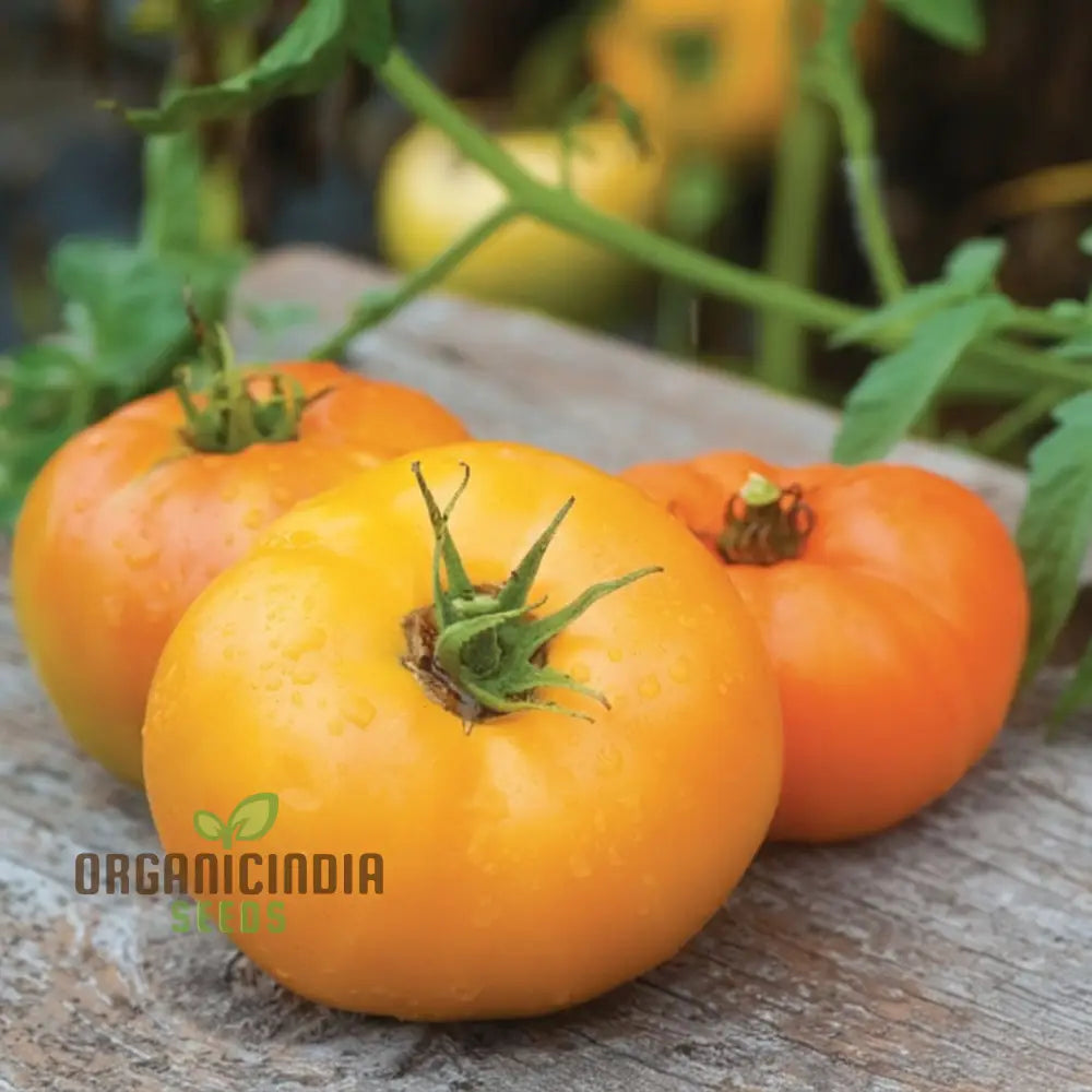 Tomato Orange Wellington Seeds - Grow Vibrant And Flavorful Tomatoes