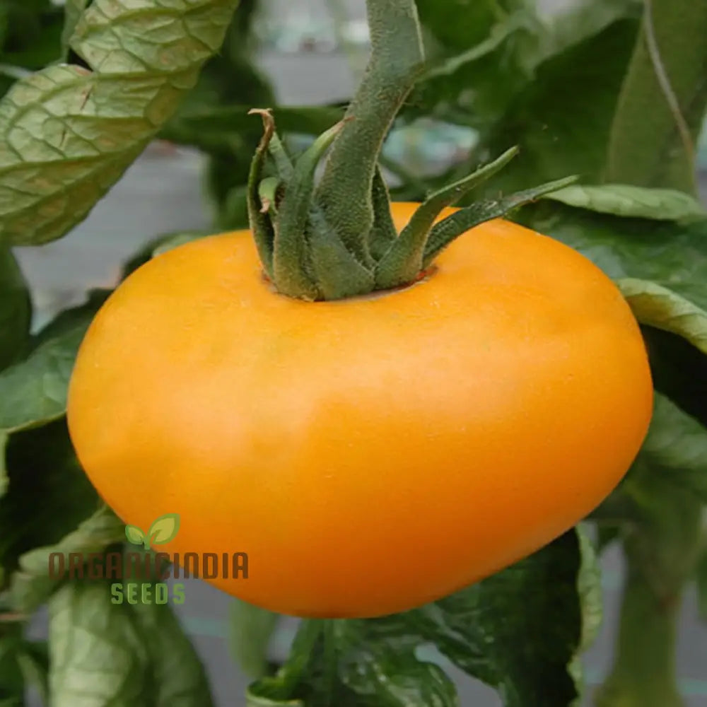 Tomato Orange Wellington Seeds - Grow Vibrant And Flavorful Tomatoes