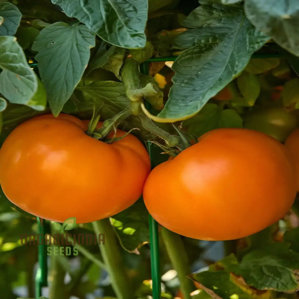 Tomato Orange Wellington Seeds - Grow Vibrant And Flavorful Tomatoes