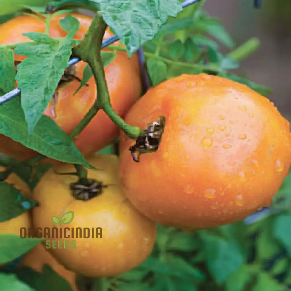 Tomato Orange Wellington Seeds - Grow Vibrant And Flavorful Tomatoes