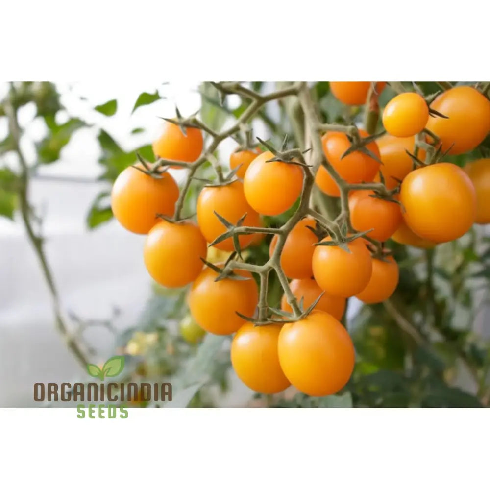 Tomato Orangeto Seeds - Grow Delicious And Juicy Orange Tomatoes In Your Garden