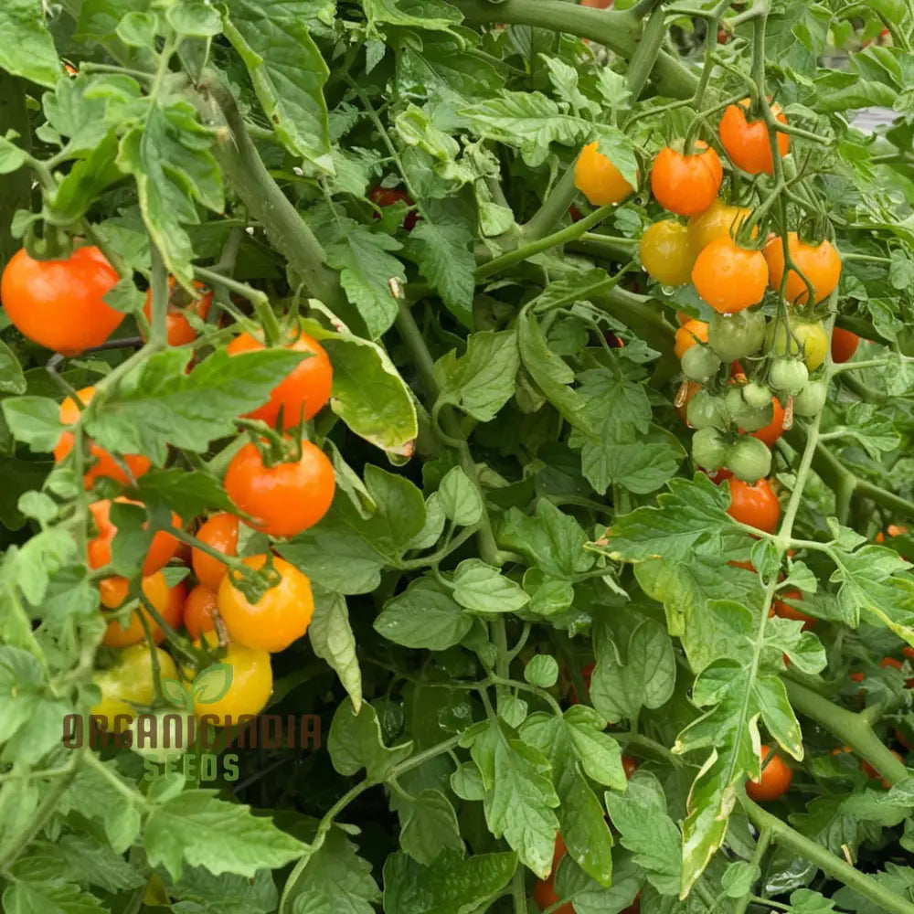 Tomato Orangeto Seeds - Grow Delicious And Juicy Orange Tomatoes In Your Garden