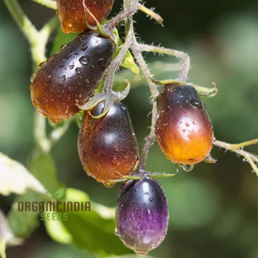 Tomato Pear Drops Seeds - Grow Sweet And Flavorful Tomatoes In Your Garden