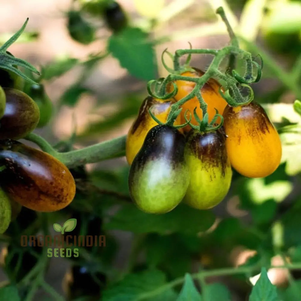 Tomato Pear Drops Seeds - Grow Sweet And Flavorful Tomatoes In Your Garden