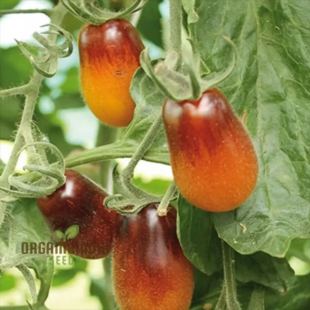 Tomato Pear Drops Seeds - Grow Sweet And Flavorful Tomatoes In Your Garden