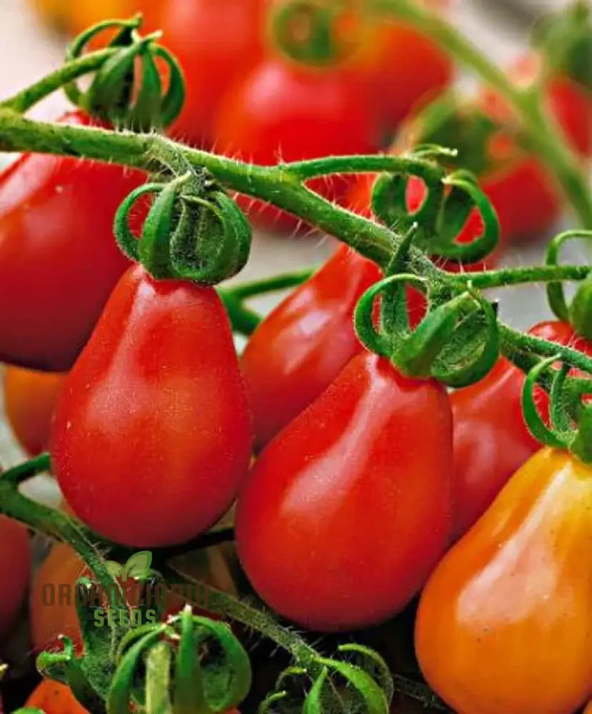 Tomato Pear Fruit Seeds Planting - 100 Pcs