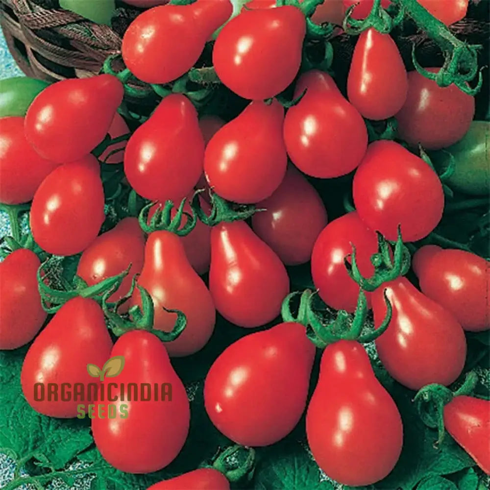 Tomato Pear Fruit Seeds Planting - 100 Pcs