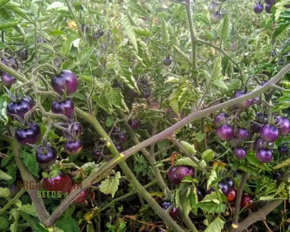 Tomato Peruvianum Seeds For Exceptional Gardening - Buy High-Quality Your Garden Today