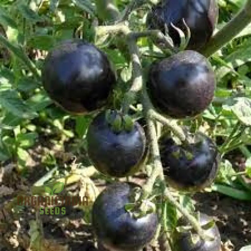 Tomato Peruvianum Seeds For Exceptional Gardening - Buy High-Quality Your Garden Today