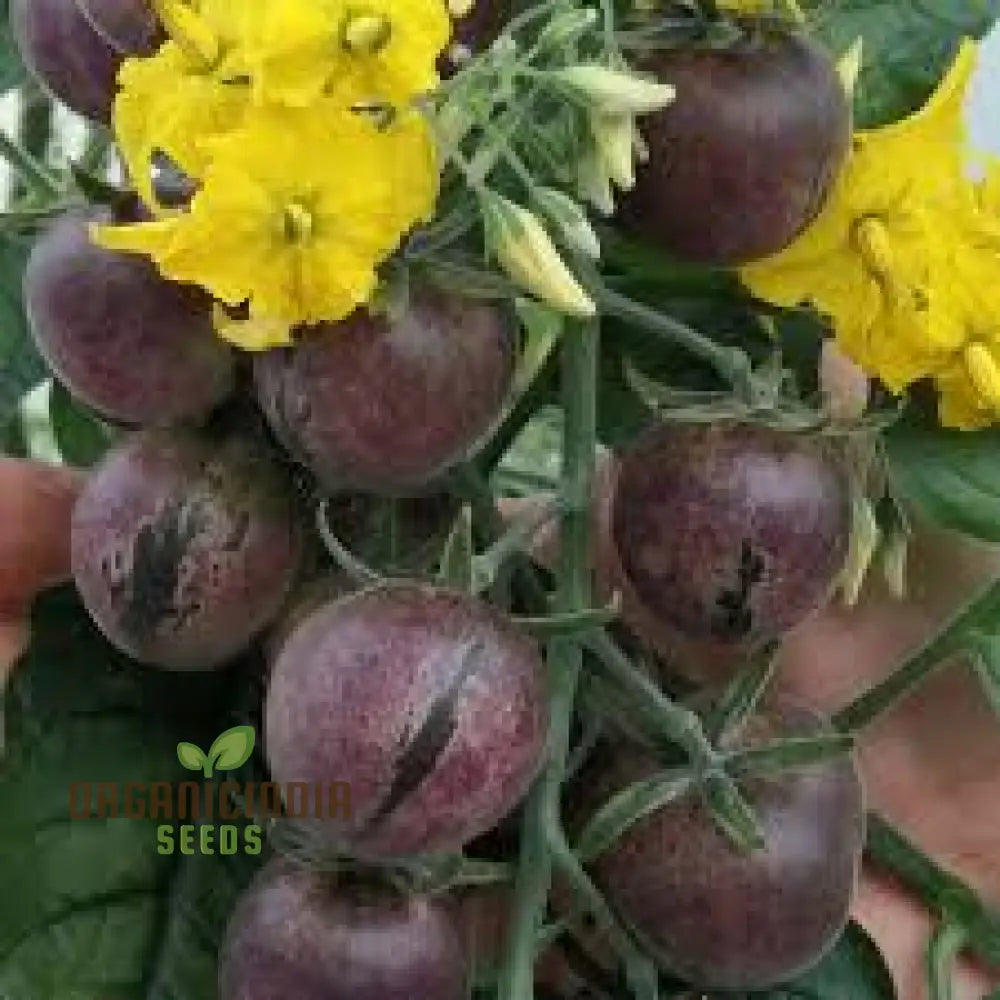 Tomato Peruvianum Seeds For Exceptional Gardening - Buy High-Quality Your Garden Today